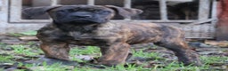 Presa Canario dogs for sale: Presa Canario Puppies (Recognised Breeder) - Advert 13