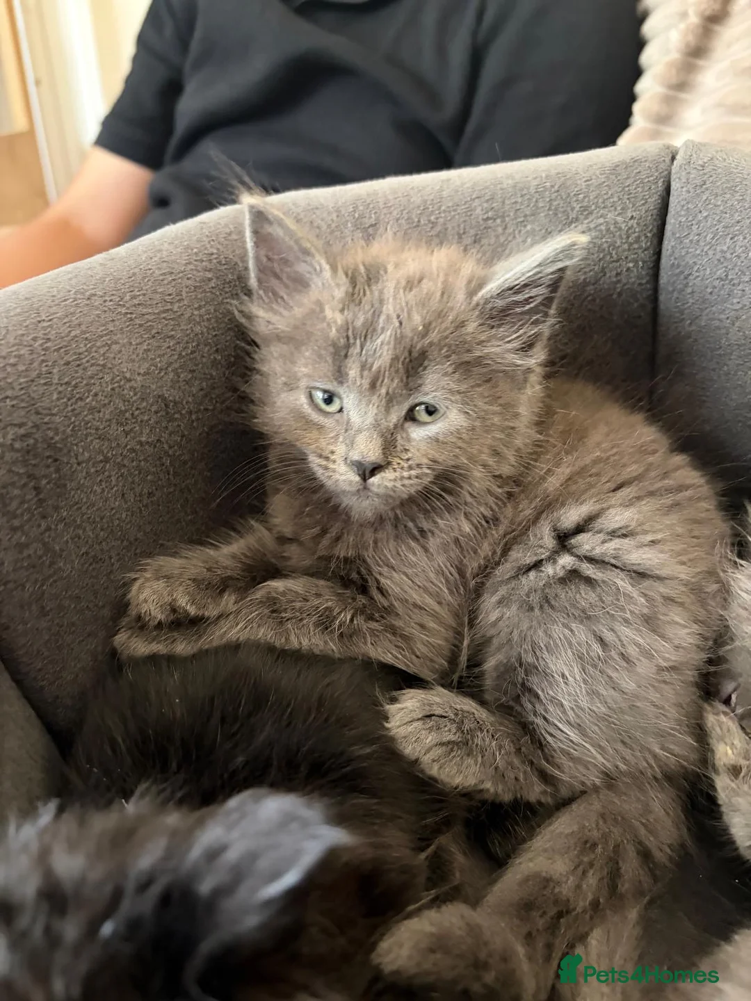 Maine Coon cats for sale: Mainecoon cross kittens looking for a forever home - Advert 2