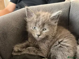 Maine Coon cats Mainecoon cross kittens looking for a forever home - Advert 2