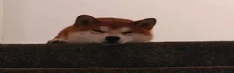 Japanese Shiba Inu dogs for sale: Quality Japanese shiba inu  - Advert 7