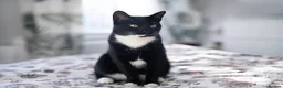 Domestic Shorthair cats for sale: Rehoming my beautiful girl - Advert 1