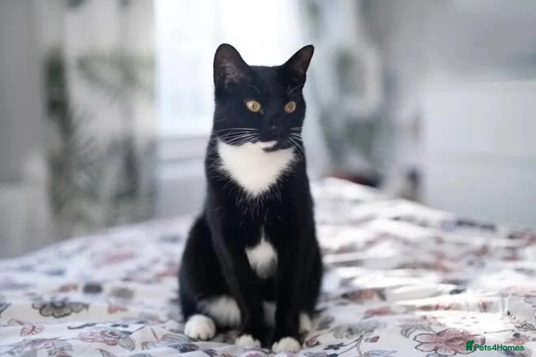 Domestic Shorthair cats for sale: Rehoming my beautiful girl - Advert 1