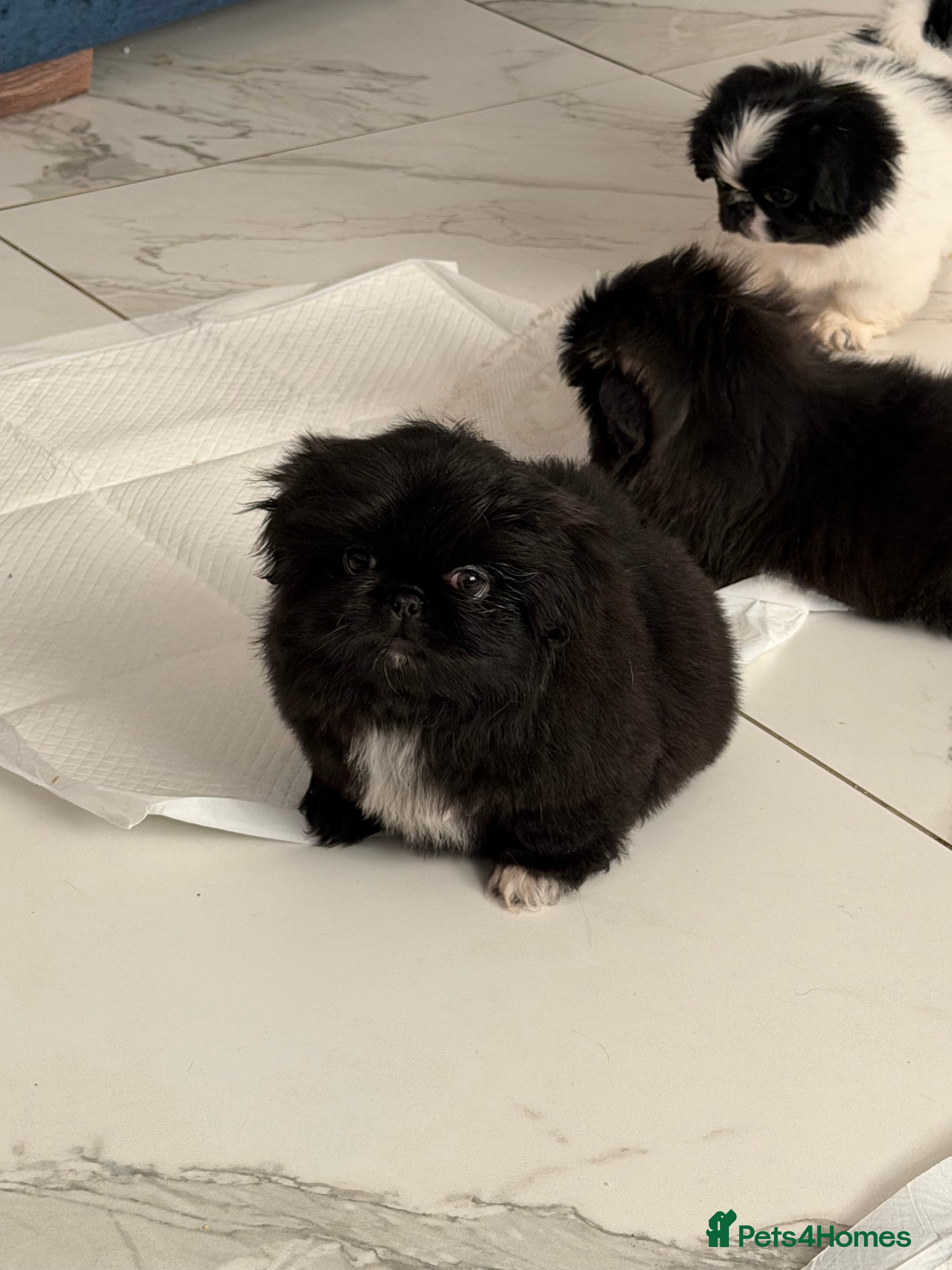 Pekingese dogs Adorable Pekingese puppies - Advert 9