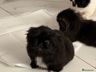 Pekingese dogs Adorable Pekingese puppies - Advert 9