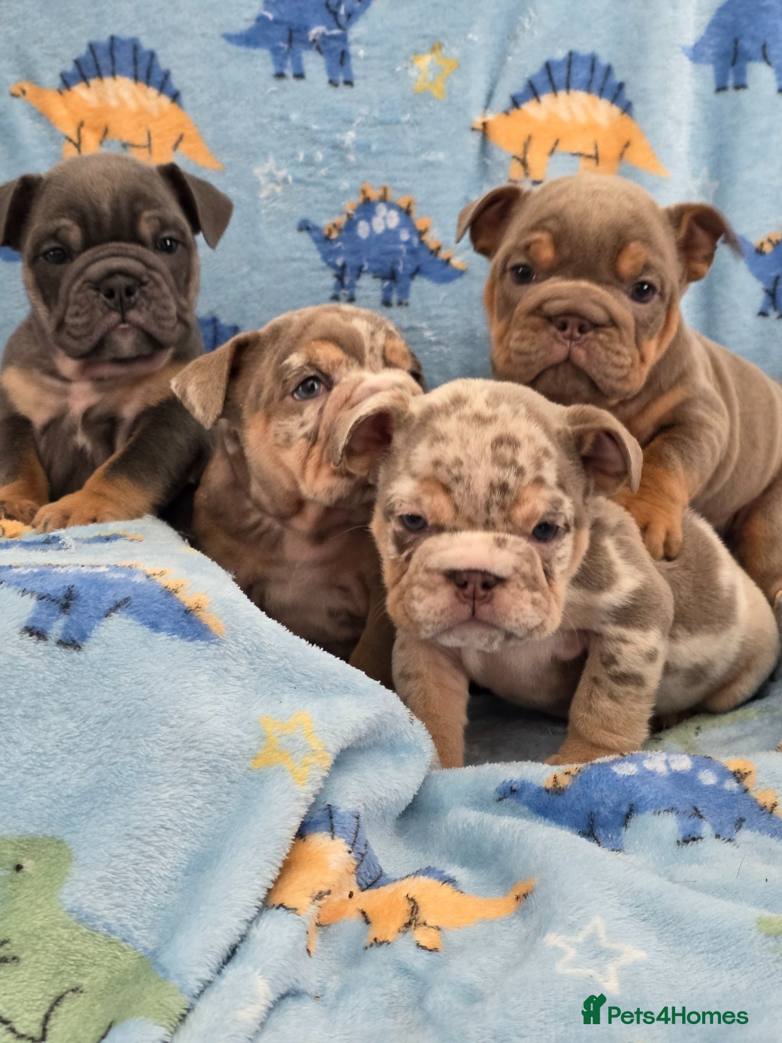 English Bulldog dogs british bulldog pups ready now  - Advert 4