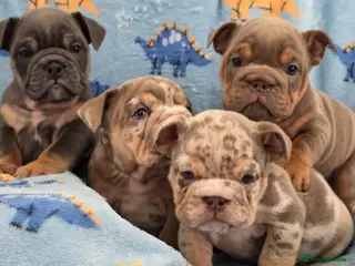 English Bulldog dogs british bulldog pups ready now - Advert 4
