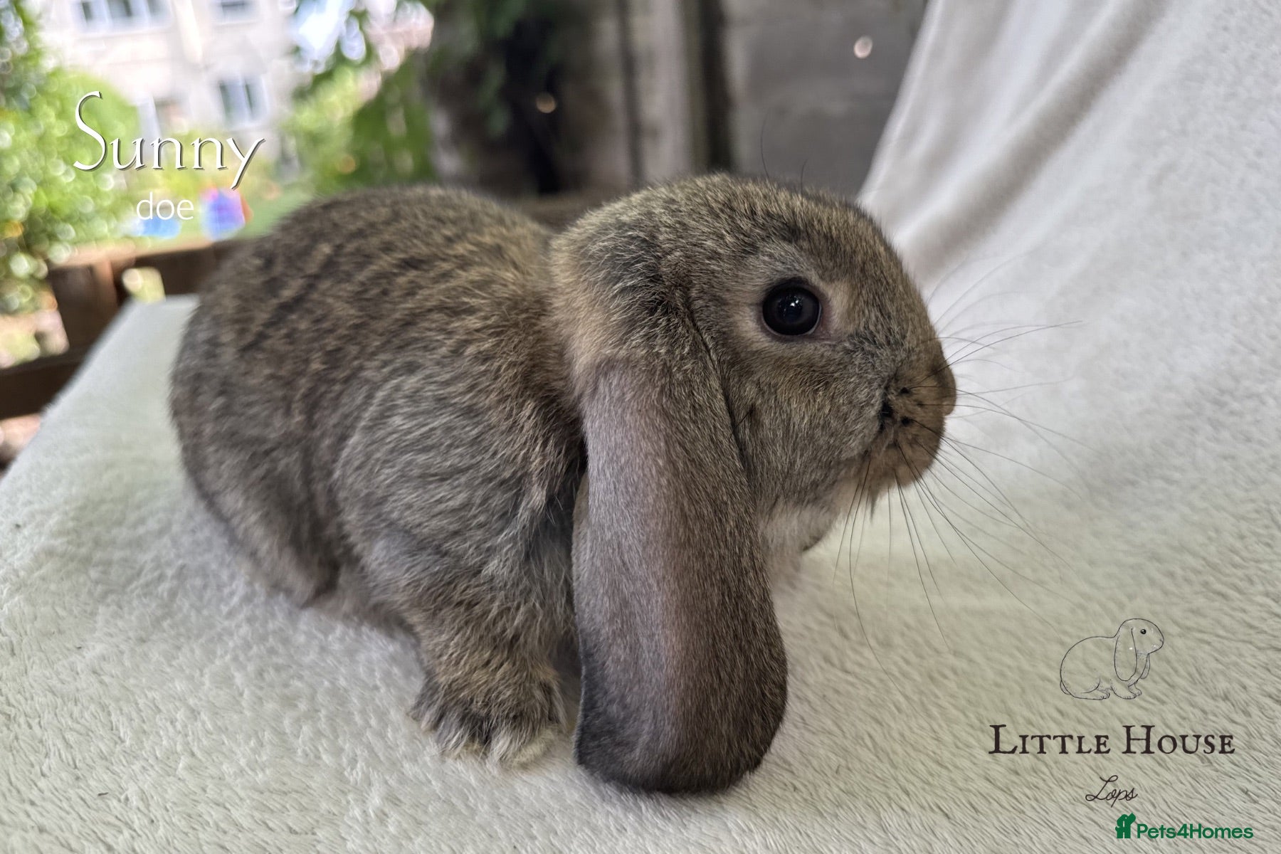 French Lop rabbits Quality Showline French Lop Bunnies - Advert 2