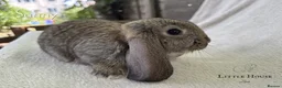 French Lop rabbits for sale: Quality Showline French Lop Bunnies - Advert 7
