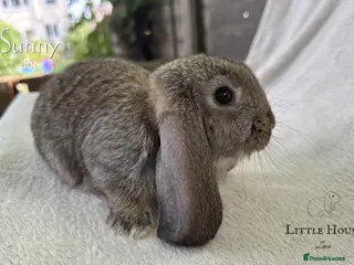 French Lop rabbits Quality Showline French Lop Bunnies - Advert 2