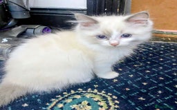 Ragdoll cats for sale: Pedigree Ragdolls for sale £495 - Image 9