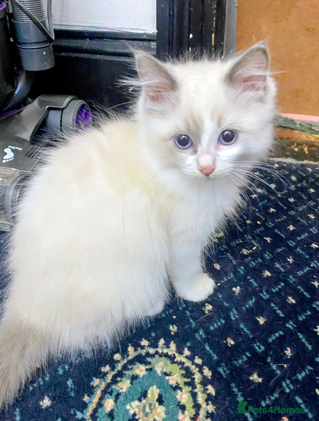 Ragdoll cats for sale: Pedigree Ragdolls for sale £495 - Image 9