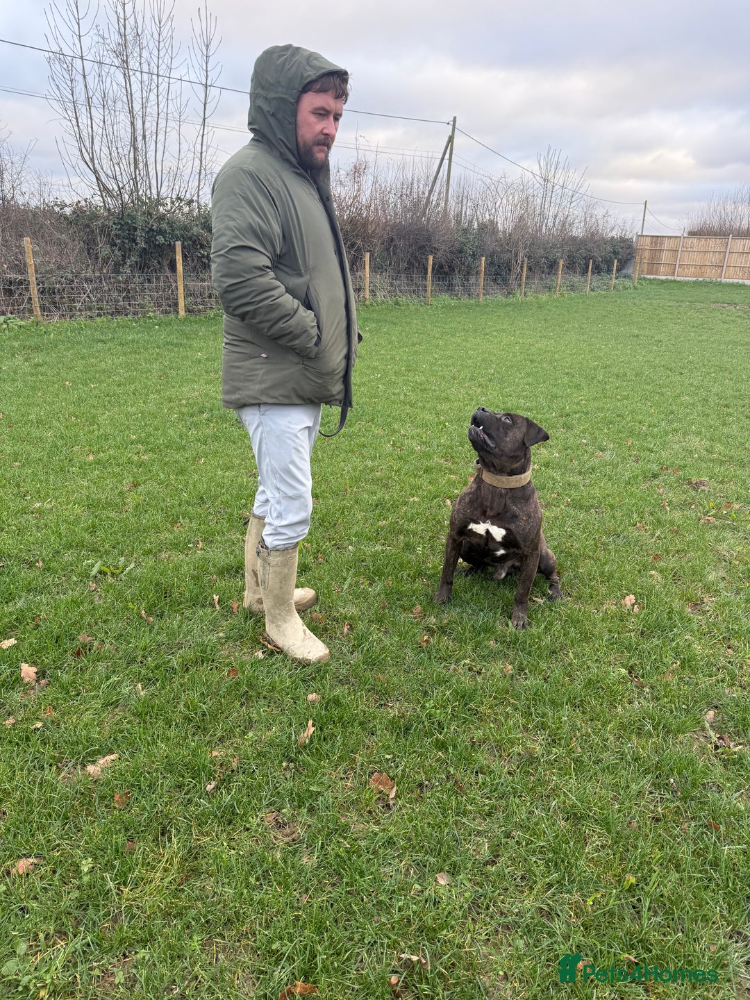Cane Corso dogs for sale: Italian Working Cane Corso - Advert 3