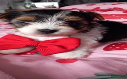 Biewer Terrier dogs for sale: Beautiful unique MINI biewer terrier 1 girl left - Image 25