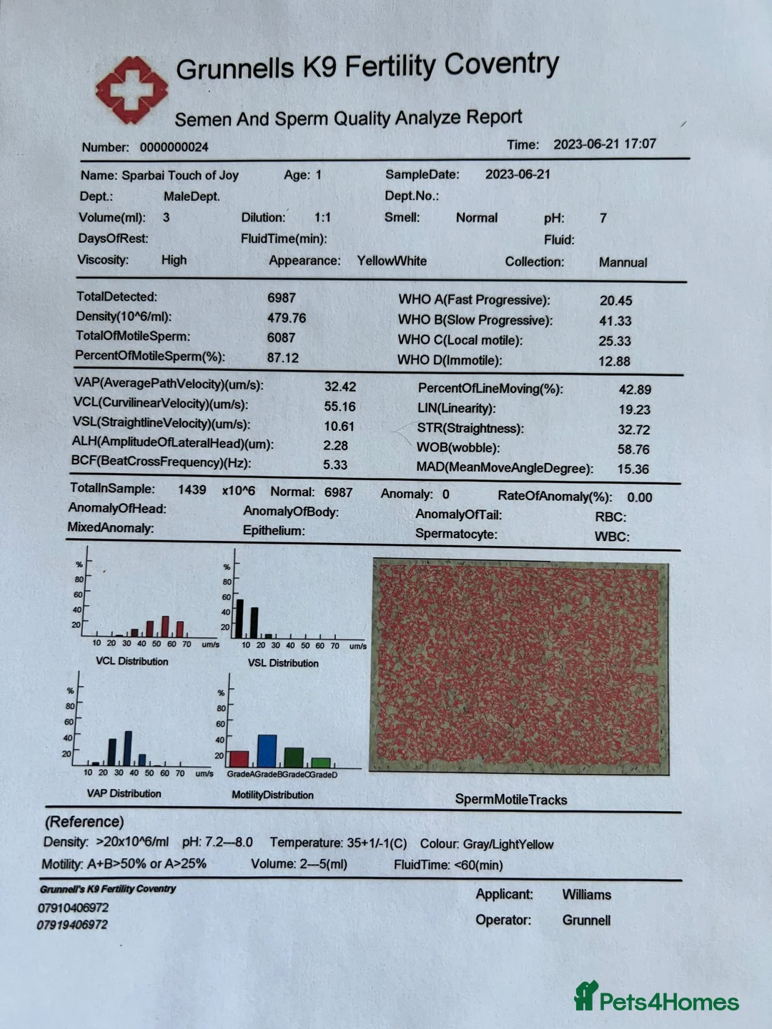 Miniature Dachshund dogs for stud: Proven, KC, PRA clear, tested, Miniature Dachshund in Hinckley - Advert 7