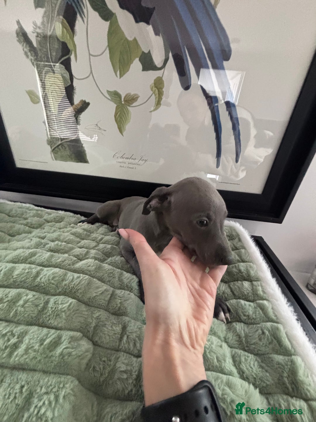 Whippet dogs for sale: Blue whippets  - Image 13
