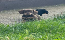 Miniature Dachshund dogs for sale: Last 3 beautiful mini dachshunds - Image 6