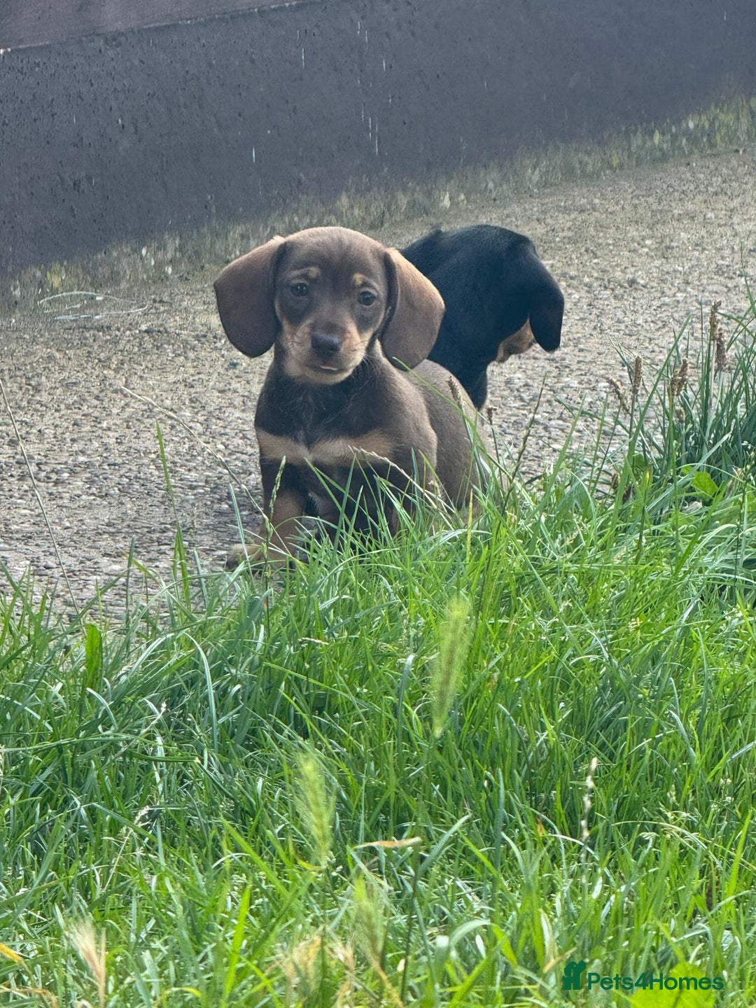 Miniature Dachshund dogs for sale: Last 3 beautiful mini dachshunds - Image 6