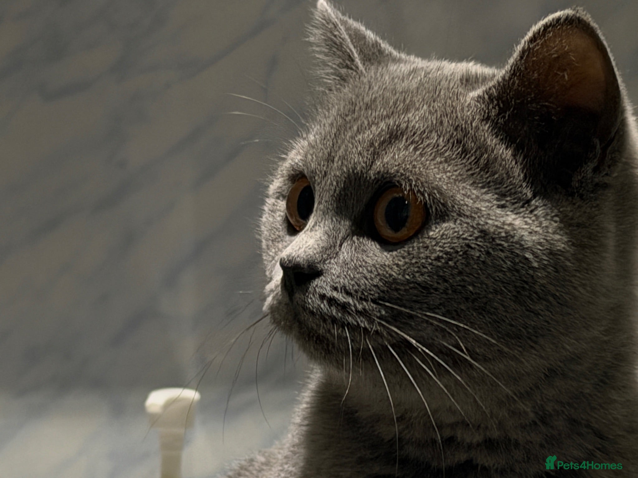 British Shorthair cats GCCF British shorthair kittens!Ready to collect! - Advert 2