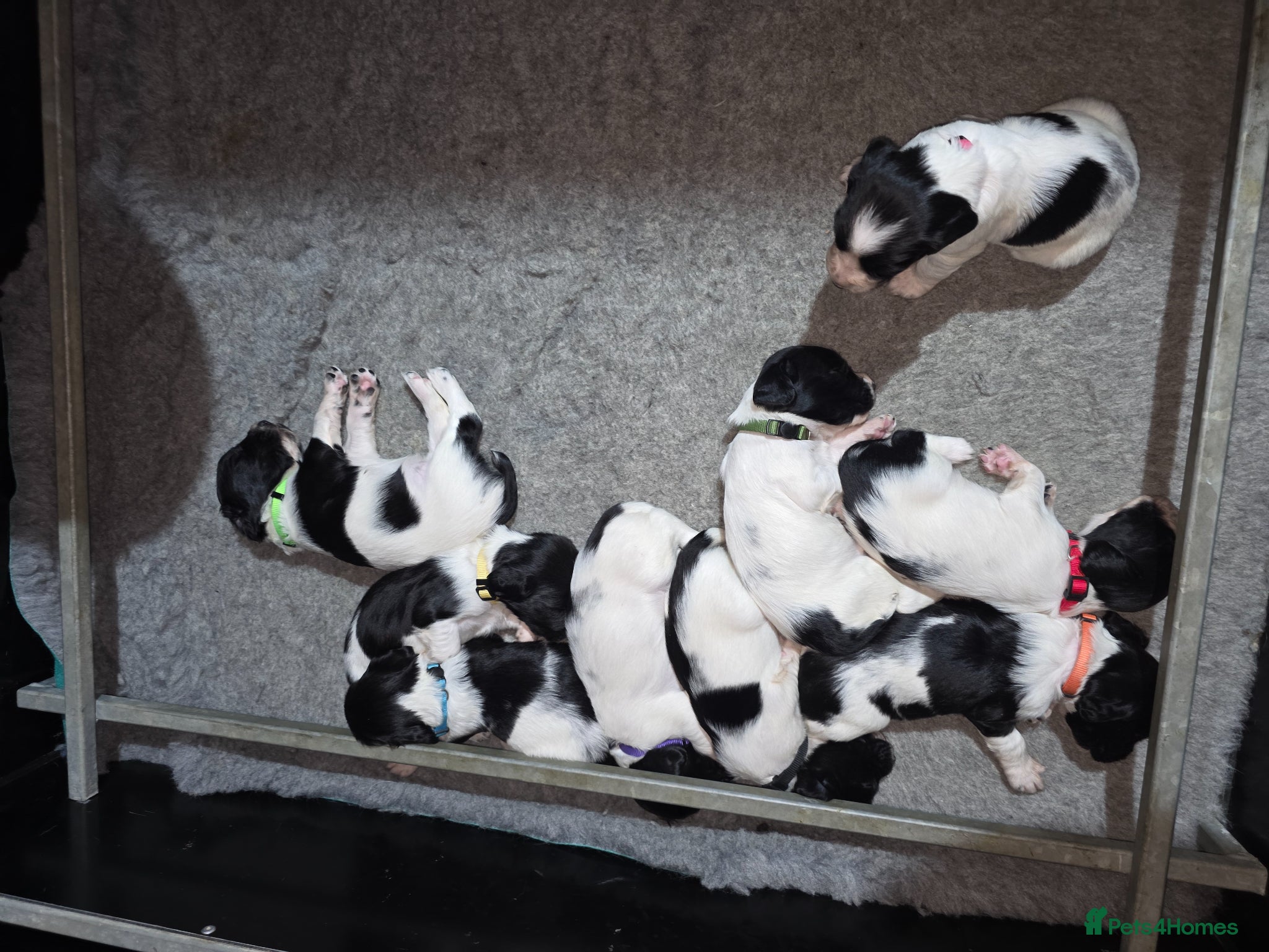 English Springer Spaniel dogs English Springer Spaniel puppies - Advert 4