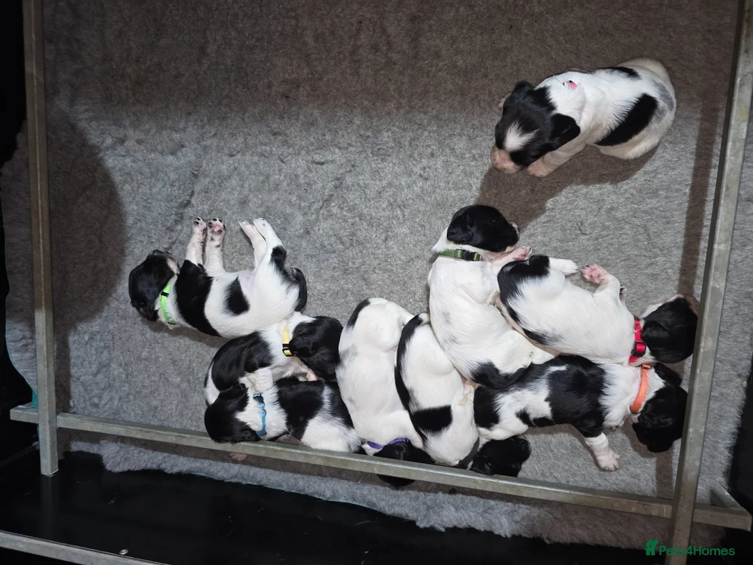 English Springer Spaniel dogs for sale: English Springer Spaniel puppies - Advert 1