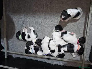 English Springer Spaniel dogs English Springer Spaniel puppies - Advert 4