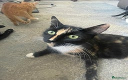 Mixed Breed cats for sale: 5 KITTENS FOR SALE🥰😍 - Image 15
