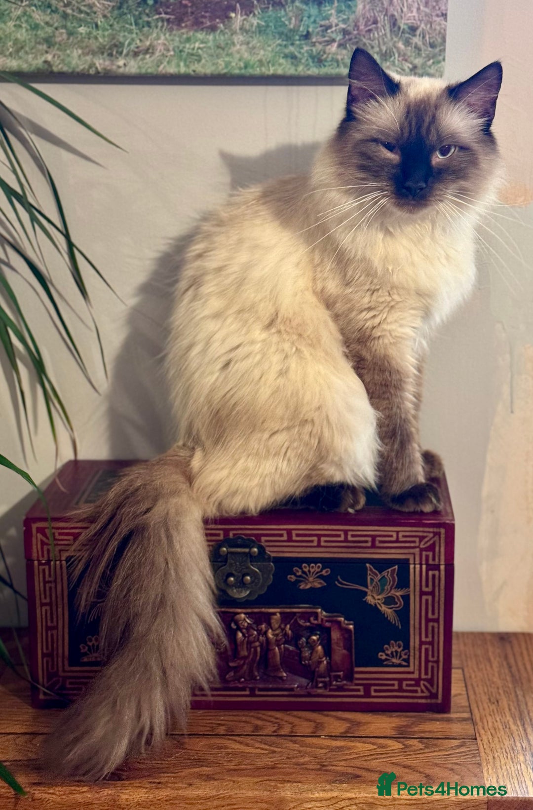 Bengal cats for sale: Incredibly friendly Bengal X Ragdoll - Advert 25