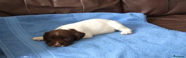 English Springer Spaniel 2