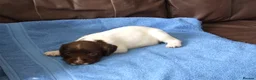 English Springer Spaniel dogs for sale: A Lovely Litter of English Springer Spaniels - Advert 11
