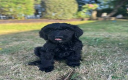 Goldendoodle dogs for sale: F1 Standard Golden Doodles last 1 female - Image 7