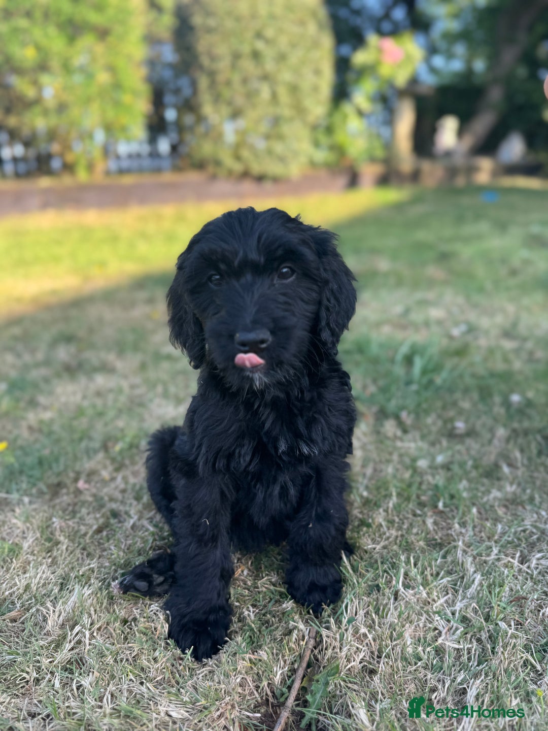 Goldendoodle dogs for sale: F1 Standard Golden Doodles last 1 female - Image 7