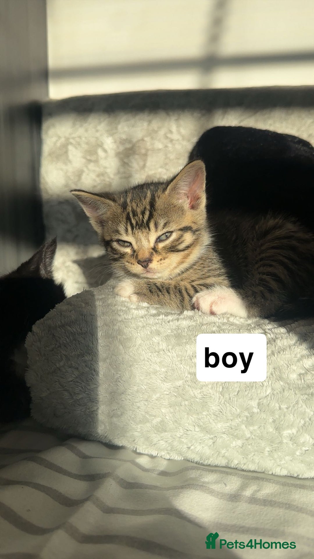 Mixed Breed cats for sale: Lovely litter of 6 beautiful kittens - Advert 6