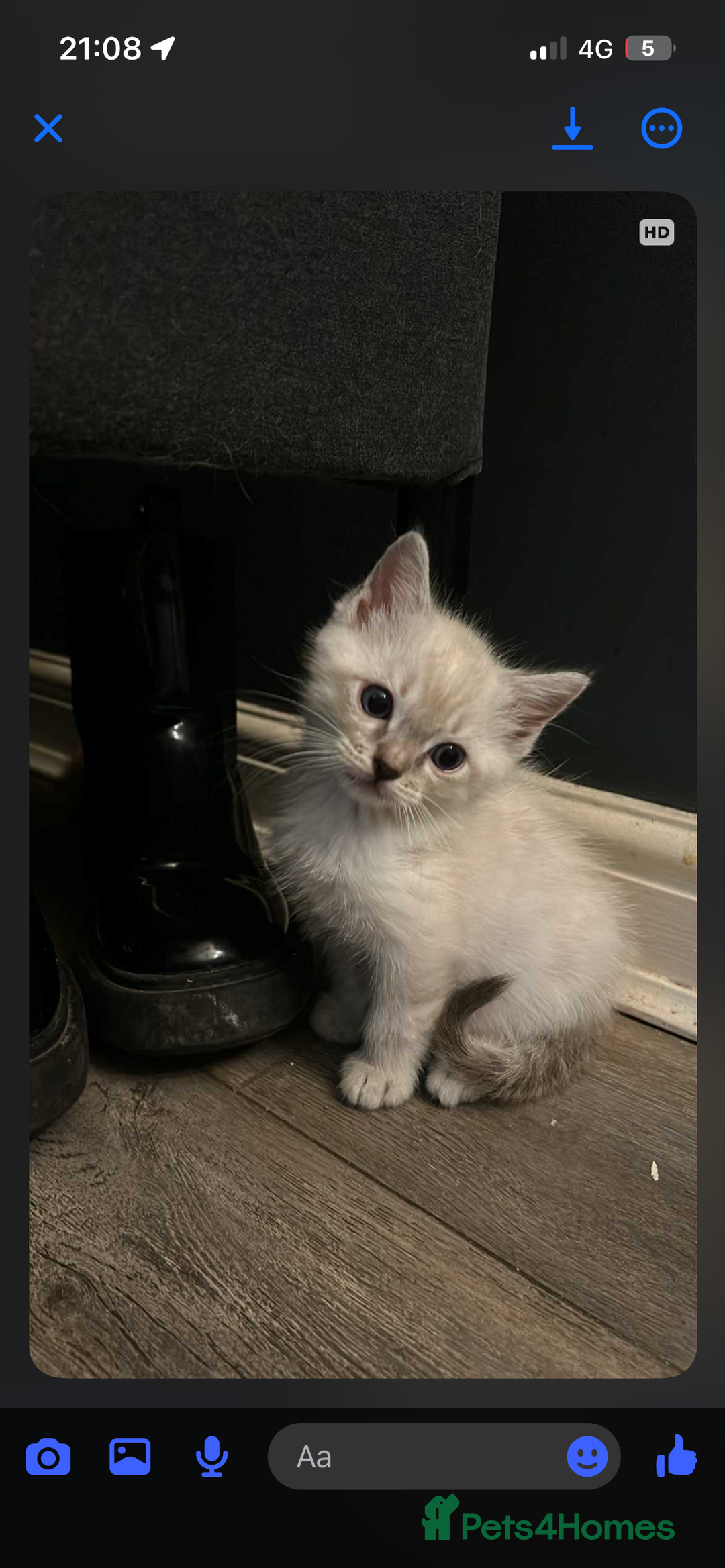 Ragdoll cats for sale: 3 blue lynx and 1  blue Ragdoll x Bengal kittens  - Image 20
