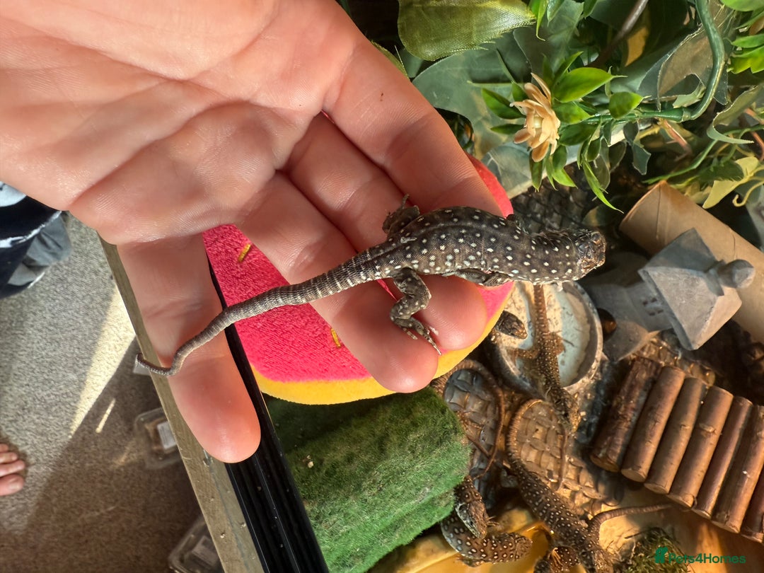 Lizard reptiles for sale: Free jewelled lacertas read description - Image 6