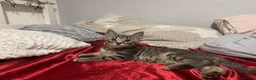 Mixed Breed cats for sale: Beautiful Male Kittens 🥰 in Dartford - Advert 6
