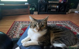 Domestic Shorthair cats for sale: Cats for Rehome/Sale - Image 2