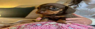 Miniature Dachshund Puppy 3