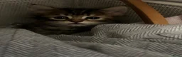 Mixed Breed cats for sale: 🐾 5 Beautiful Kittens Looking for Loving Homes 🐾 - Advert 29