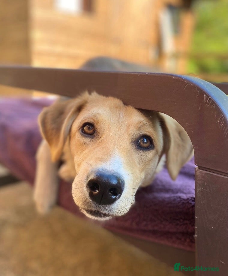 Mixed Breed dogs Adopt friendly Rocky in foster home in Hampshire - Advert 2