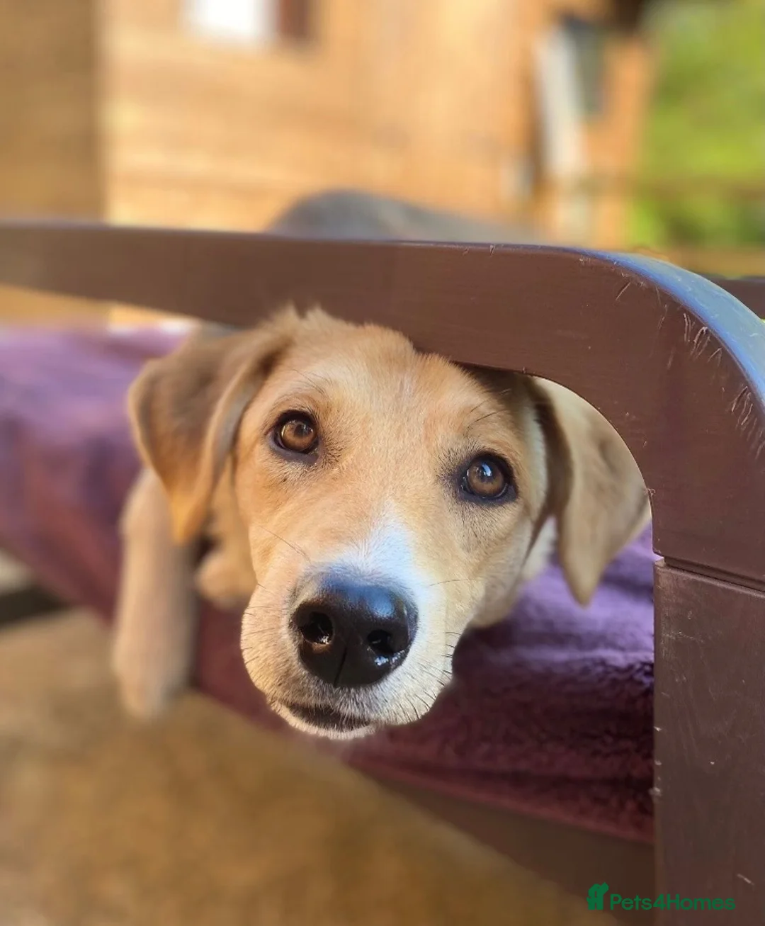 Mixed Breed dogs for sale: Adopt friendly Rocky in foster home in Hampshire - Advert 2