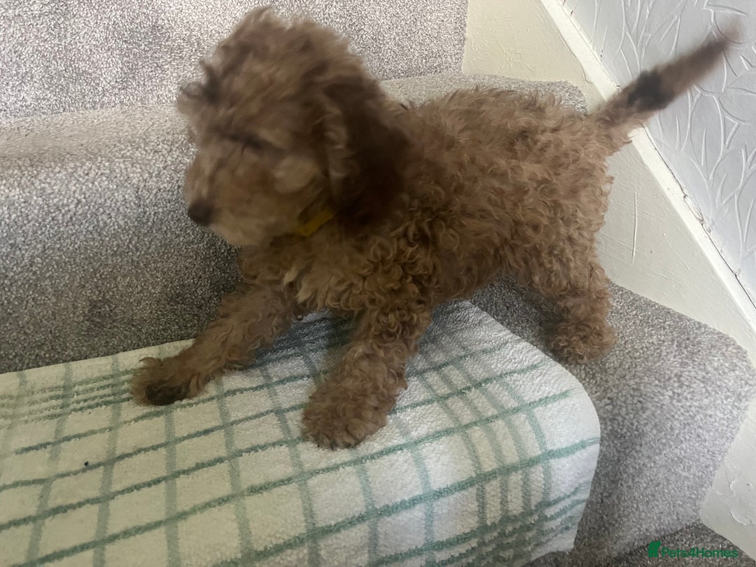 Cockapoo dogs for sale: Cockapoo puppies ready to find forever loving home - Image 4