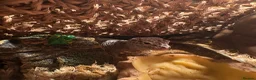 Leopard Gecko reptiles for sale: Female leopard gecko  in Liverpool - Advert 3