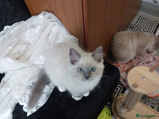 Ragdoll cats The most beautiful and adorable Ragdoll kittens - Advert 3