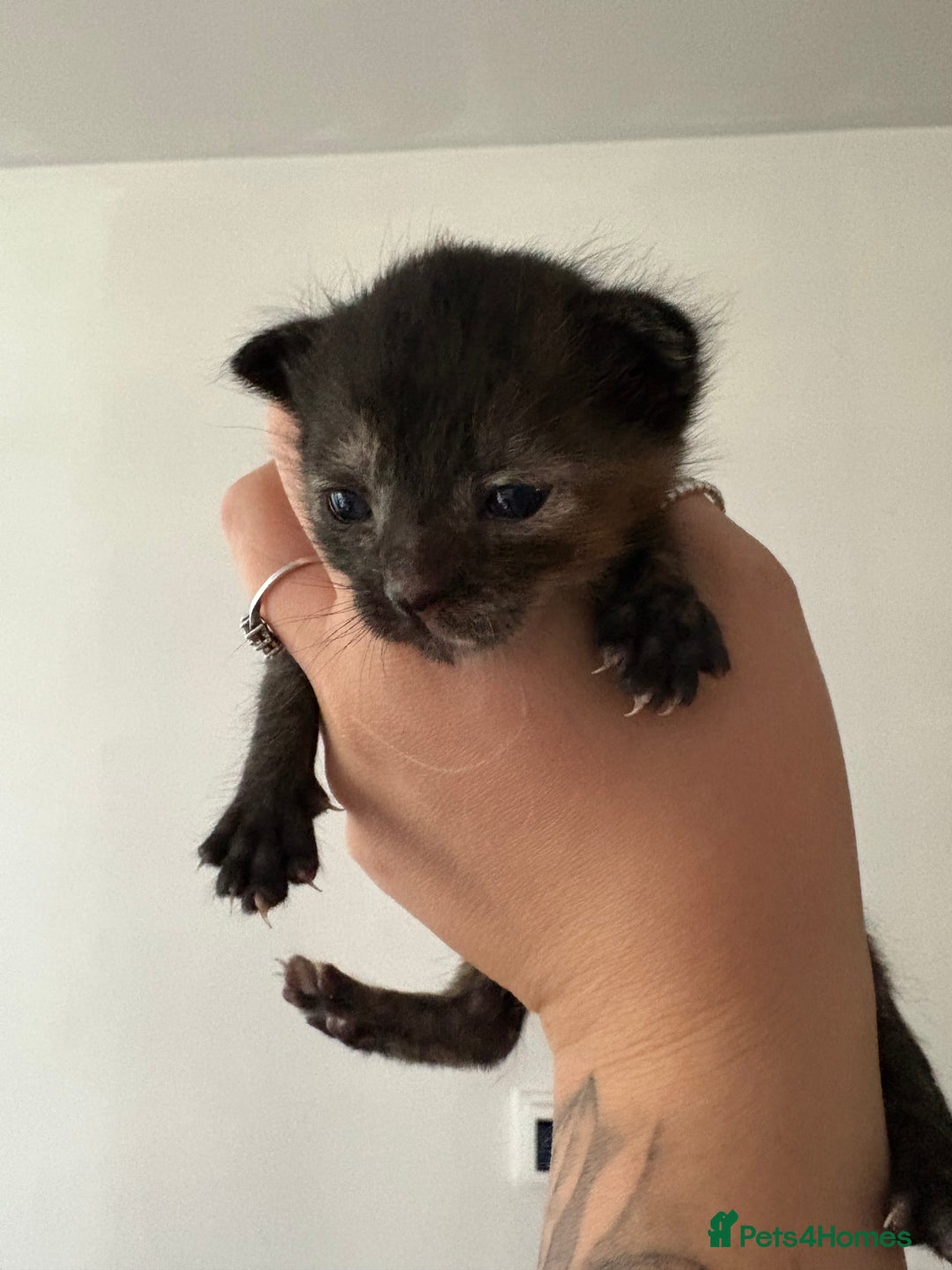Domestic Shorthair cats for sale: 🐾 Kitten Ready for Forever Home 🐾 - Image 4