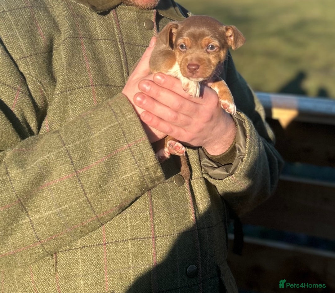 Jack Russell dogs for sale: Stunning Jack Russell puppies fr sale-all colours  - Advert 28