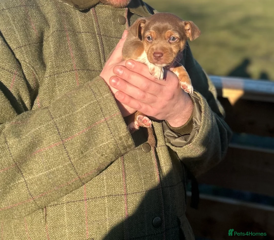 Jack Russell dogs for sale: Stunning Jack Russell puppies fr sale-all colours  - Advert 30