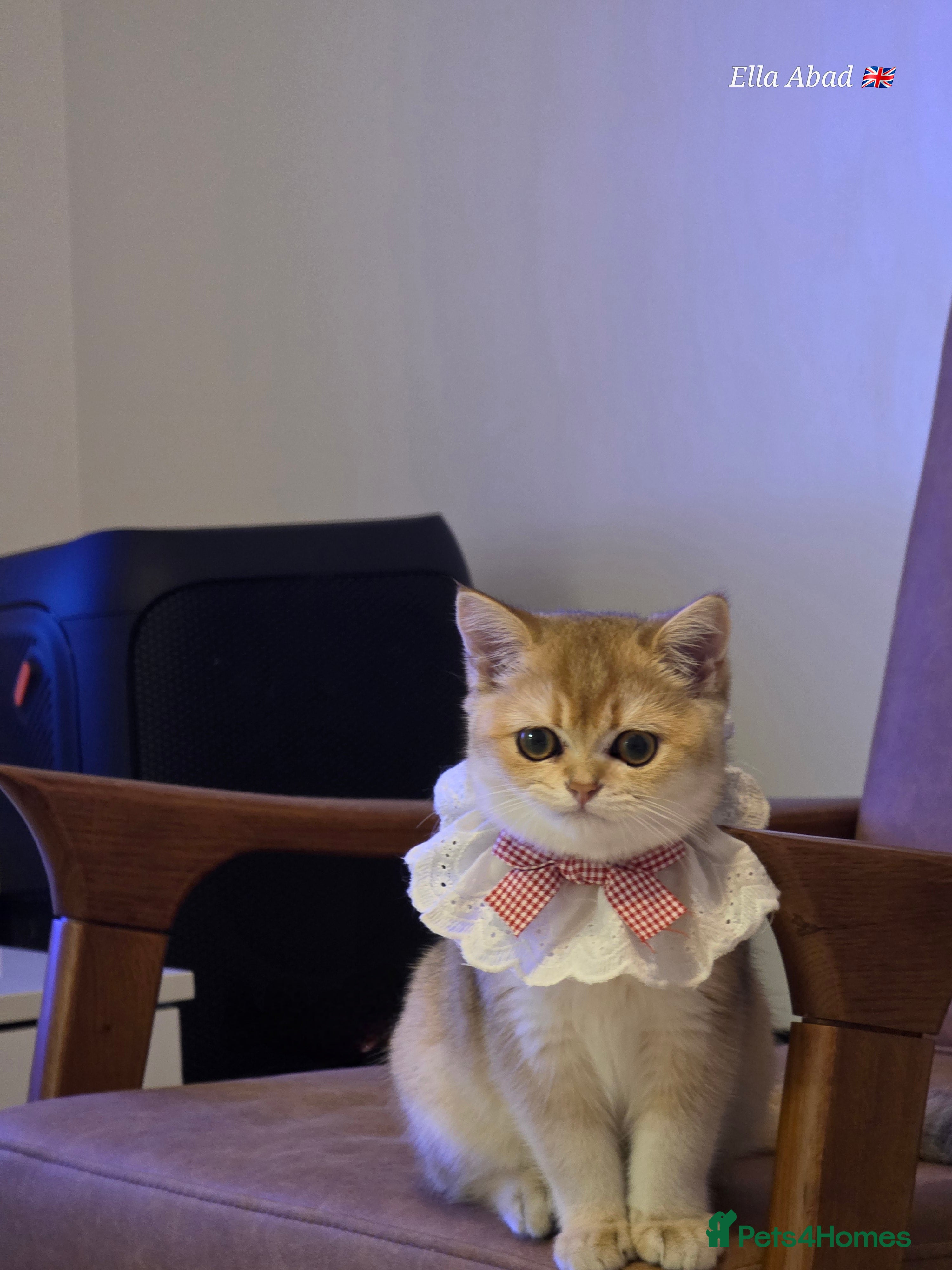 Scottish Fold cats Pedigree Golden chinchilla, TICA registered - Advert 1