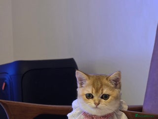 Scottish Fold cats - Advert 22