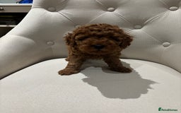 Toy Poodle dogs for sale: Toy poodles - Image 1