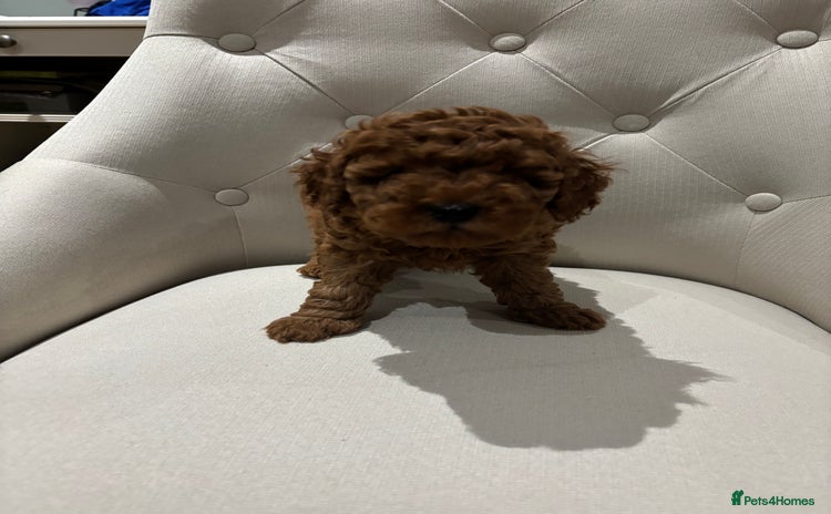 Toy Poodle dogs - Advert 9